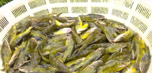 洪水過后，畜牧漁業(yè)生產(chǎn)自救指南——飼料安全與使用要點