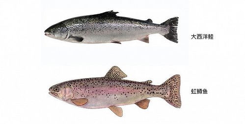 三文魚(yú)盛宴背后的真相 一次關(guān)于飼料的覺(jué)醒